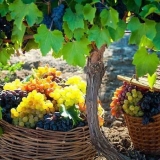 Grožđe osuši listove oko ivica i uvija se